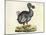 Raphus cucullatus, Extinct Dodo Bird-Science Source-Mounted Giclee Print