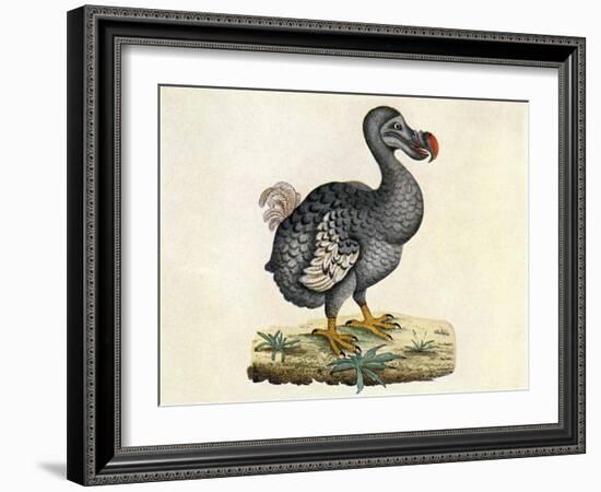 Raphus cucullatus, Extinct Dodo Bird-Science Source-Framed Giclee Print