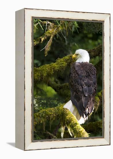 Raptor Center, Sitka, Alaska. Close-up of a Bald Eagle Sitting in Tree-Janet Muir-Framed Premier Image Canvas