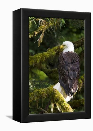 Raptor Center, Sitka, Alaska. Close-up of a Bald Eagle Sitting in Tree-Janet Muir-Framed Premier Image Canvas