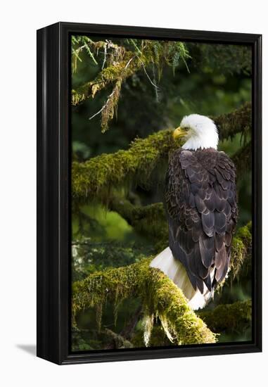 Raptor Center, Sitka, Alaska. Close-up of a Bald Eagle Sitting in Tree-Janet Muir-Framed Premier Image Canvas