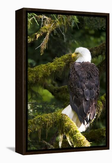 Raptor Center, Sitka, Alaska. Close-up of a Bald Eagle Sitting in Tree-Janet Muir-Framed Premier Image Canvas