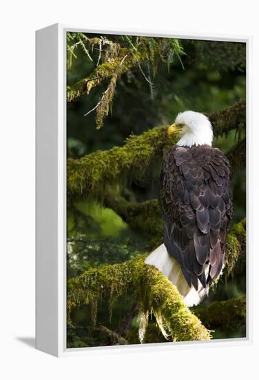 Raptor Center, Sitka, Alaska. Close-up of a Bald Eagle Sitting in Tree-Janet Muir-Framed Premier Image Canvas