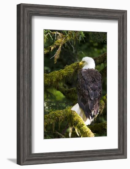 Raptor Center, Sitka, Alaska. Close-up of a Bald Eagle Sitting in Tree-Janet Muir-Framed Photographic Print