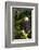 Raptor Center, Sitka, Alaska. Close-up of a Bald Eagle Sitting in Tree-Janet Muir-Framed Photographic Print