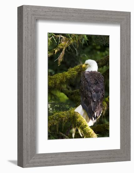 Raptor Center, Sitka, Alaska. Close-up of a Bald Eagle Sitting in Tree-Janet Muir-Framed Photographic Print