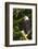 Raptor Center, Sitka, Alaska. Close-up of a Bald Eagle Sitting in Tree-Janet Muir-Framed Photographic Print