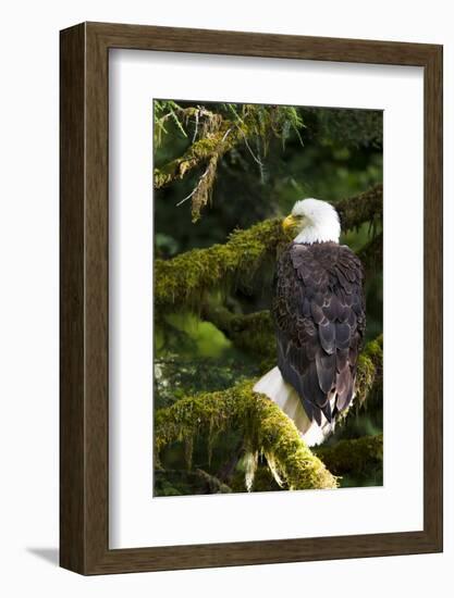 Raptor Center, Sitka, Alaska. Close-up of a Bald Eagle Sitting in Tree-Janet Muir-Framed Photographic Print