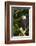 Raptor Center, Sitka, Alaska. Close-up of a Bald Eagle Sitting in Tree-Janet Muir-Framed Photographic Print