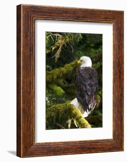 Raptor Center, Sitka, Alaska. Close-up of a Bald Eagle Sitting in Tree-Janet Muir-Framed Photographic Print