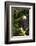 Raptor Center, Sitka, Alaska. Close-up of a Bald Eagle Sitting in Tree-Janet Muir-Framed Photographic Print