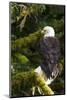Raptor Center, Sitka, Alaska. Close-up of a Bald Eagle Sitting in Tree-Janet Muir-Mounted Photographic Print
