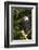 Raptor Center, Sitka, Alaska. Close-up of a Bald Eagle Sitting in Tree-Janet Muir-Framed Photographic Print