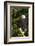 Raptor Center, Sitka, Alaska. Close-up of a Bald Eagle Sitting in Tree-Janet Muir-Framed Photographic Print