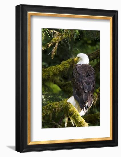 Raptor Center, Sitka, Alaska. Close-up of a Bald Eagle Sitting in Tree-Janet Muir-Framed Photographic Print