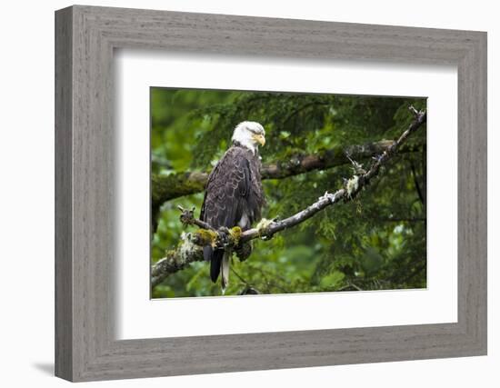 Raptor Center, Sitka, Alaska. Close-up of a Bald Eagle-Janet Muir-Framed Photographic Print