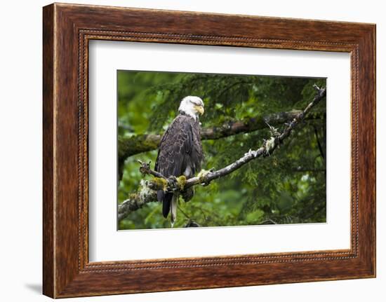 Raptor Center, Sitka, Alaska. Close-up of a Bald Eagle-Janet Muir-Framed Photographic Print