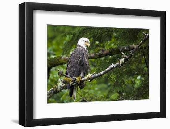 Raptor Center, Sitka, Alaska. Close-up of a Bald Eagle-Janet Muir-Framed Photographic Print