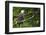 Raptor Center, Sitka, Alaska. Close-up of a Bald Eagle-Janet Muir-Framed Photographic Print