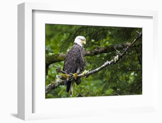 Raptor Center, Sitka, Alaska. Close-up of a Bald Eagle-Janet Muir-Framed Photographic Print