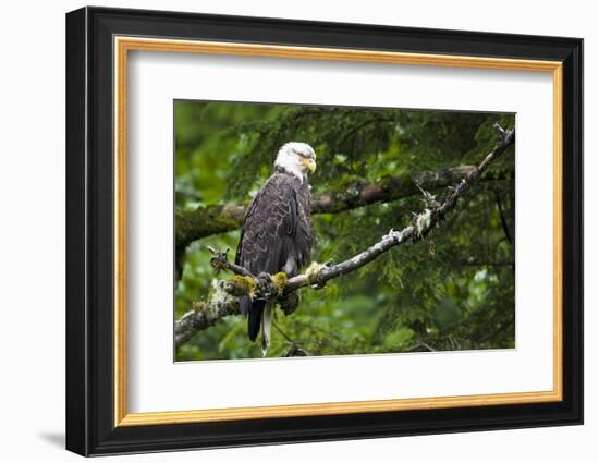 Raptor Center, Sitka, Alaska. Close-up of a Bald Eagle-Janet Muir-Framed Photographic Print