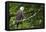 Raptor Center, Sitka, Alaska. Close-up of a Bald Eagle-Janet Muir-Framed Premier Image Canvas