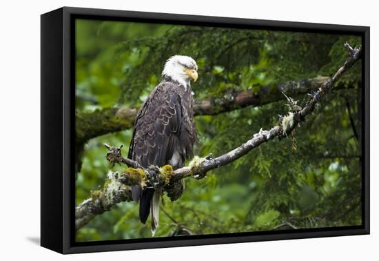 Raptor Center, Sitka, Alaska. Close-up of a bald eagle.-Janet Muir-Framed Premier Image Canvas