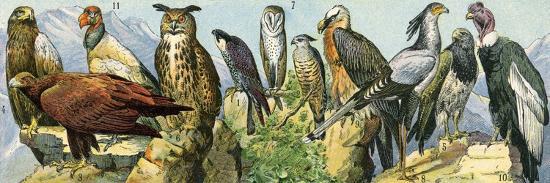 Raptors: Eagle, Owl and Condor (Right) and Other Birds of Prey. Colour ...