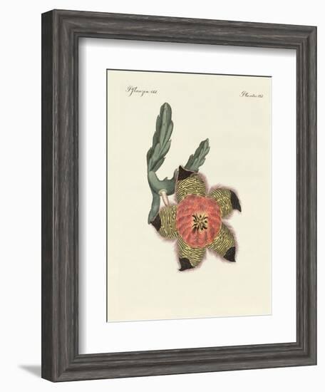 Rare African Plants-null-Framed Giclee Print