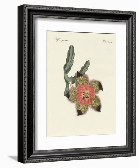 Rare African Plants-null-Framed Giclee Print