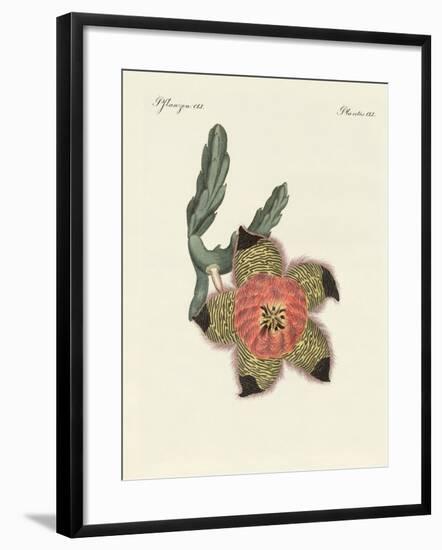 Rare African Plants-null-Framed Giclee Print