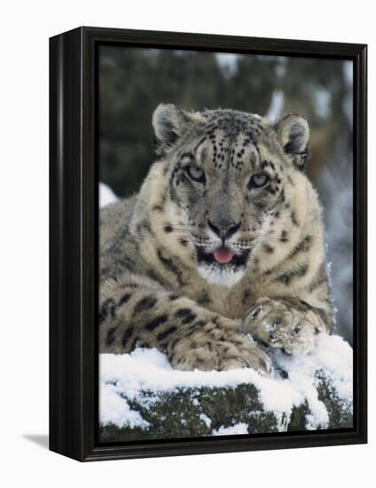 Rare and Endangered Snow Leopard, Port Lympne Zoo, Kent, England, United Kingdom-Murray Louise-Framed Premier Image Canvas