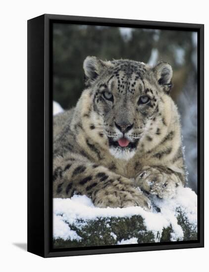 Rare and Endangered Snow Leopard, Port Lympne Zoo, Kent, England, United Kingdom-Murray Louise-Framed Premier Image Canvas