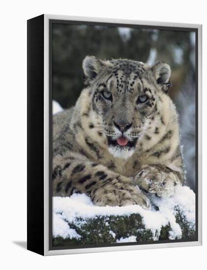 Rare and Endangered Snow Leopard, Port Lympne Zoo, Kent, England, United Kingdom-Murray Louise-Framed Premier Image Canvas