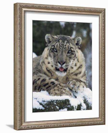 Rare and Endangered Snow Leopard, Port Lympne Zoo, Kent, England, United Kingdom-Murray Louise-Framed Photographic Print