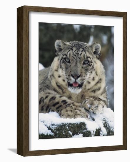 Rare and Endangered Snow Leopard, Port Lympne Zoo, Kent, England, United Kingdom-Murray Louise-Framed Photographic Print