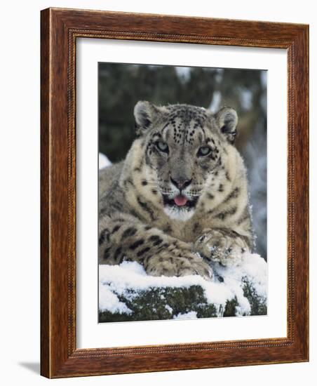 Rare and Endangered Snow Leopard, Port Lympne Zoo, Kent, England, United Kingdom-Murray Louise-Framed Photographic Print