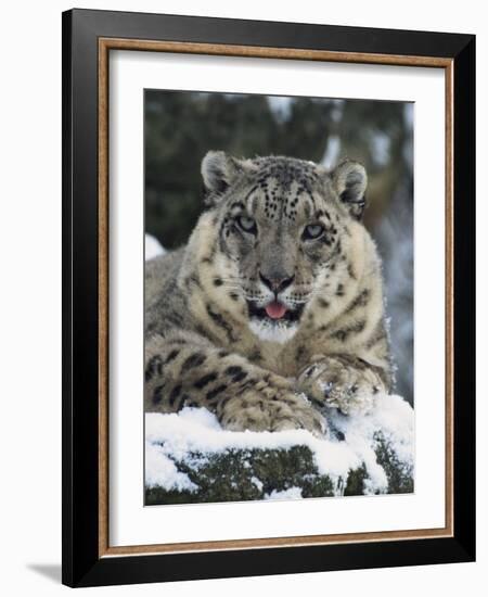 Rare and Endangered Snow Leopard, Port Lympne Zoo, Kent, England, United Kingdom-Murray Louise-Framed Photographic Print