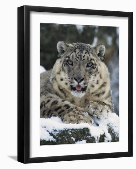 Rare and Endangered Snow Leopard, Port Lympne Zoo, Kent, England, United Kingdom-Murray Louise-Framed Photographic Print