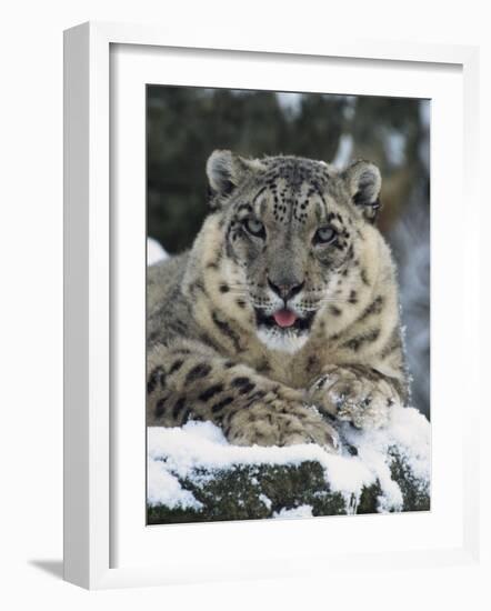 Rare and Endangered Snow Leopard, Port Lympne Zoo, Kent, England, United Kingdom-Murray Louise-Framed Photographic Print