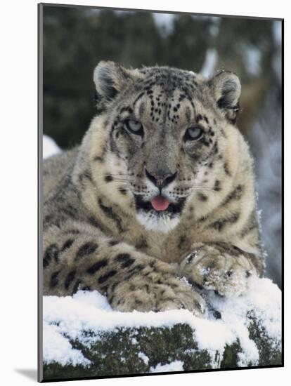 Rare and Endangered Snow Leopard, Port Lympne Zoo, Kent, England, United Kingdom-Murray Louise-Mounted Photographic Print