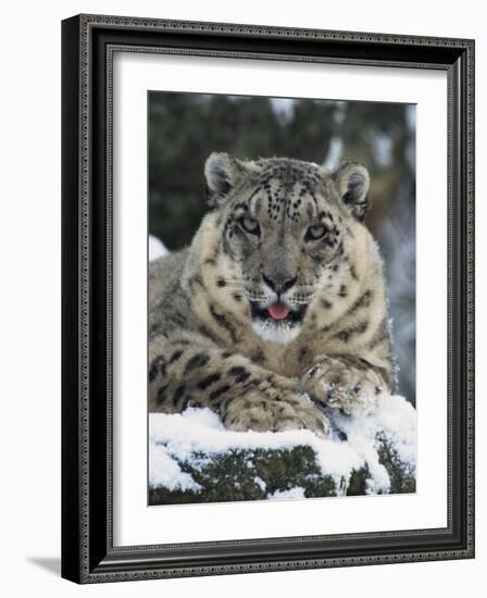 Rare and Endangered Snow Leopard, Port Lympne Zoo, Kent, England, United Kingdom-Murray Louise-Framed Photographic Print