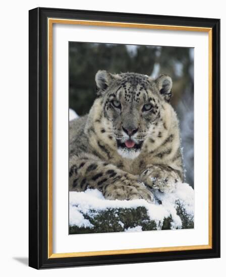 Rare and Endangered Snow Leopard, Port Lympne Zoo, Kent, England, United Kingdom-Murray Louise-Framed Photographic Print