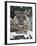 Rare and Endangered Snow Leopard, Port Lympne Zoo, Kent, England, United Kingdom-Murray Louise-Framed Photographic Print