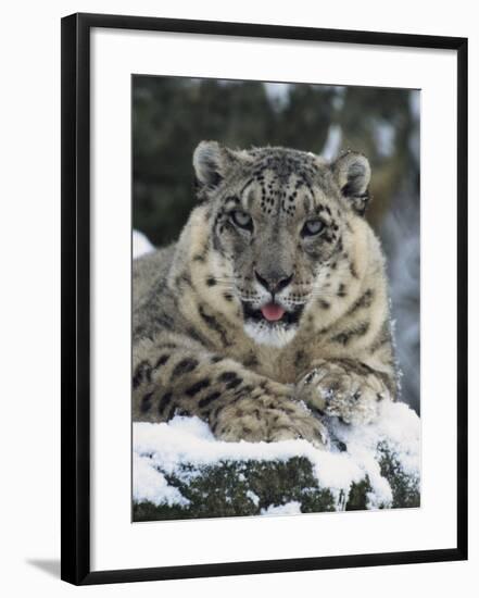 Rare and Endangered Snow Leopard, Port Lympne Zoo, Kent, England, United Kingdom-Murray Louise-Framed Photographic Print