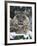 Rare and Endangered Snow Leopard, Port Lympne Zoo, Kent, England, United Kingdom-Murray Louise-Framed Photographic Print