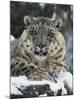 Rare and Endangered Snow Leopard, Port Lympne Zoo, Kent, England, United Kingdom-Murray Louise-Mounted Photographic Print