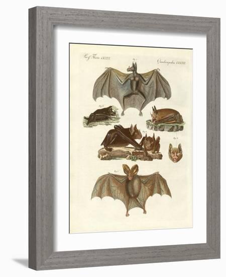 Rare Bats-null-Framed Giclee Print