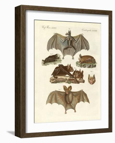 Rare Bats-null-Framed Giclee Print