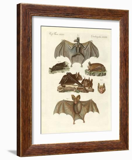 Rare Bats-null-Framed Giclee Print